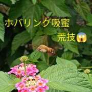 ヒメ日記 2026/10/05 14:28 投稿 佐々岡雪菜 五十路マダムエクスプレス横浜店（カサブランカグループ）