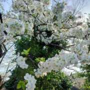 ヒメ日記 2025/03/25 22:57 投稿 はるひ 柏人妻花壇