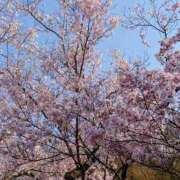 ヒメ日記 2025/04/03 21:05 投稿 はるひ 柏人妻花壇