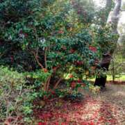 ヒメ日記 2025/04/13 09:38 投稿 はるひ 柏人妻花壇