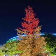 ヒメ日記 2025/05/19 10:02 投稿 はるひ 柏人妻花壇