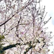 ヒメ日記 2025/04/03 11:30 投稿 ルミ セクシーキャット 小田原店