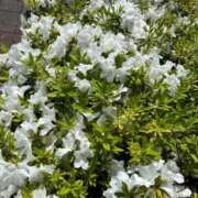 ヒメ日記 2025/04/27 14:49 投稿 紗季(さき) エリートな人妻たち新宿