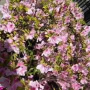 ヒメ日記 2025/04/29 16:39 投稿 紗季(さき) エリートな人妻たち新宿