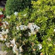 ヒメ日記 2025/05/01 13:19 投稿 紗季(さき) エリートな人妻たち新宿