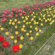 ヒメ日記 2025/04/06 16:59 投稿 なゆ ギャルズネットワーク大阪