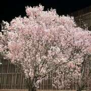 ヒメ日記 2025/04/07 10:44 投稿 ゆず 美熟女倶楽部Hip's 春日部店