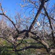 ヒメ日記 2026/02/24 23:02 投稿 いろは 成田人妻花壇