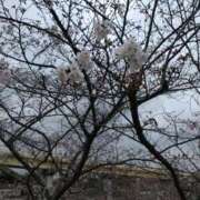 ヒメ日記 2026/04/11 19:56 投稿 いろは 成田人妻花壇