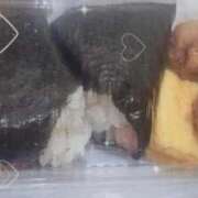 ヒメ日記 2025/10/18 19:52 投稿 ひかり 白いぽっちゃりさん