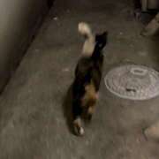 ヒメ日記 2026/03/12 18:51 投稿 りん MAHARAJA(マハラジャ)千葉