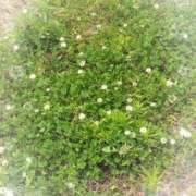 ヒメ日記 2025/06/02 13:13 投稿 山岡乃理子 五十路マダム 沼津店(カサブランカグループ)