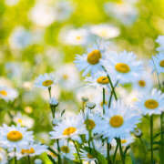 ヒメ日記 2025/04/11 09:49 投稿 あさひ 熟女デリヘル秘宝館Z