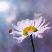 ヒメ日記 2025/04/13 10:36 投稿 あさひ 熟女デリヘル秘宝館Z