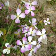 ヒメ日記 2025/04/18 10:11 投稿 あさひ 熟女デリヘル秘宝館Z