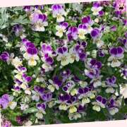 ヒメ日記 2025/04/21 10:36 投稿 あさひ 熟女デリヘル秘宝館Z