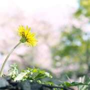 ヒメ日記 2025/04/25 10:42 投稿 あさひ 熟女デリヘル秘宝館Z