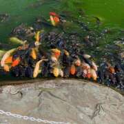 ヒメ日記 2025/05/05 10:39 投稿 あさひ 熟女デリヘル秘宝館Z