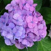 ヒメ日記 2025/06/10 10:11 投稿 あさひ 熟女デリヘル秘宝館Z