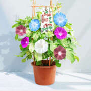 ヒメ日記 2025/07/06 09:55 投稿 あさひ 熟女デリヘル秘宝館Z