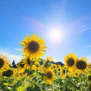 ヒメ日記 2025/08/01 09:21 投稿 あさひ 熟女デリヘル秘宝館Z