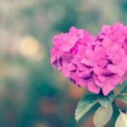 ヒメ日記 2025/08/02 08:58 投稿 あさひ 熟女デリヘル秘宝館Z