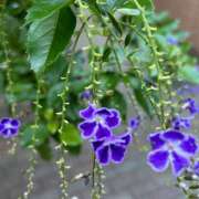 ヒメ日記 2025/09/20 10:39 投稿 あさひ 熟女デリヘル秘宝館Z