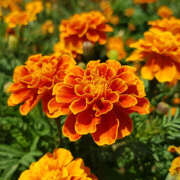 ヒメ日記 2025/09/21 14:22 投稿 あさひ 熟女デリヘル秘宝館Z