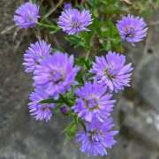 ヒメ日記 2025/11/07 10:43 投稿 あさひ 熟女デリヘル秘宝館Z