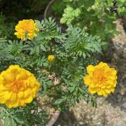 ヒメ日記 2025/11/17 14:48 投稿 あさひ 熟女デリヘル秘宝館Z