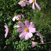 ヒメ日記 2025/11/25 10:43 投稿 あさひ 熟女デリヘル秘宝館Z