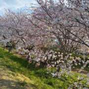 ヒメ日記 2025/04/08 16:03 投稿 ほむら 厚木人妻城