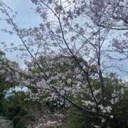 ヒメ日記 2026/04/04 14:13 投稿 ほむら 厚木人妻城