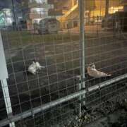 ヒメ日記 2025/06/14 22:46 投稿 まりな☆S級可愛い妹系 AQUA（辻）