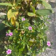 ヒメ日記 2026/02/19 12:56 投稿 まりな☆S級可愛い妹系 AQUA（辻）