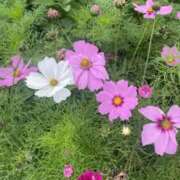 ヒメ日記 2026/02/26 18:06 投稿 まりな☆S級可愛い妹系 AQUA（辻）