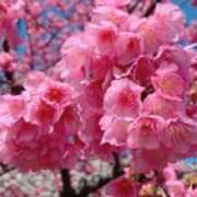 ヒメ日記 2026/02/04 20:07 投稿 いつき☆S級最高峰熟女 AQUA（辻）