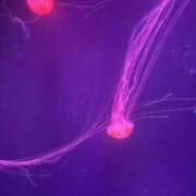 ヒメ日記 2025/08/27 09:41 投稿 奈美恵 出会い系人妻ネットワーク 上野〜大塚編