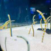 ヒメ日記 2025/11/07 12:57 投稿 はづき♡SS級極上の癒し系美女◆ CURE（辻）