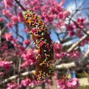 ヒメ日記 2026/01/25 22:47 投稿 はづき♡SS級極上の癒し系美女◆ CURE（辻）