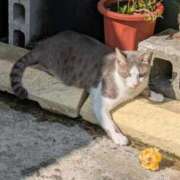 ヒメ日記 2025/11/15 14:17 投稿 みのり♡SS級モデル美女 CURE（辻）