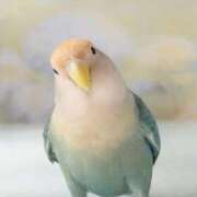 ヒメ日記 2025/12/05 15:37 投稿 みのり♡SS級モデル美女 CURE（辻）