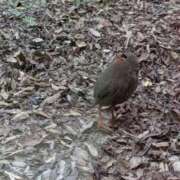 ヒメ日記 2025/12/05 16:17 投稿 みのり♡SS級モデル美女 CURE（辻）