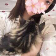 さくら 今週の土日はお休みです😴ついかしたから アラモード