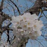 ヒメ日記 2025/06/01 09:05 投稿 うた ストロベリーハウス