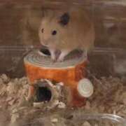 ヒメ日記 2025/12/15 15:08 投稿 さりな 白いぽっちゃりさん仙台店