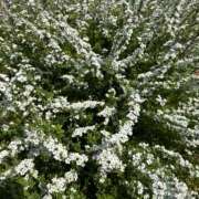 ヒメ日記 2025/03/27 11:51 投稿 荒井　雫 八王子だョ！変態集合