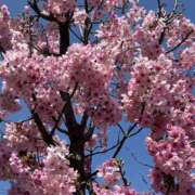 ヒメ日記 2025/03/29 09:26 投稿 荒井　雫 八王子だョ！変態集合