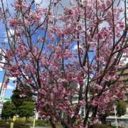 ヒメ日記 2025/04/06 02:03 投稿 荒井　雫 八王子だョ！変態集合