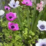 ヒメ日記 2025/04/18 11:06 投稿 荒井　雫 八王子だョ！変態集合